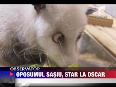 Oposumul sasiu, star de Oscar