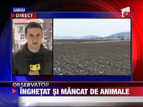 Cadavrul unui tanar mancat de animale , descoperit  pe un camp in Brateiu