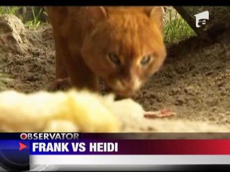 Cea mai antipatica felina sasie