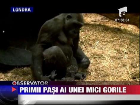 Un pui de gorila noua vedeta la Gradina Zoologica din Londra