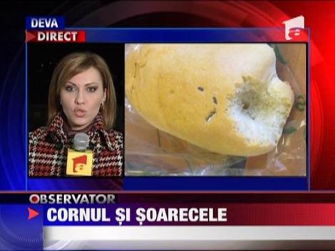 Programul cornul si laptele macat de soareci