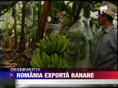 Romania e fruntasa la exportul de banane!
