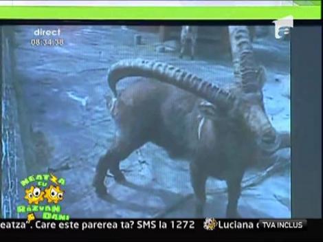 De ce are capra nevoie de coarne