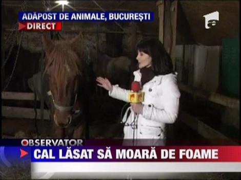 IMAGINI SOCANTE! Cal lasat sa moara de foame