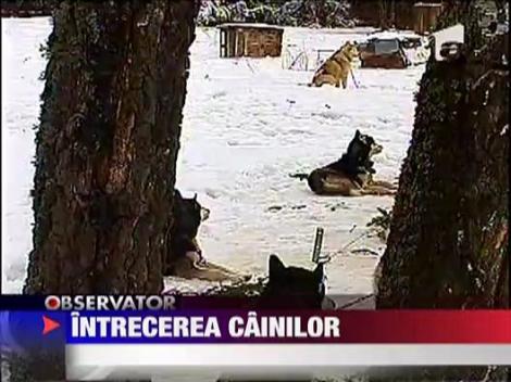 Intrecerea cainilor husky, la Harghita