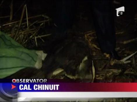 Cal tinut 2 saptamani fara mancare