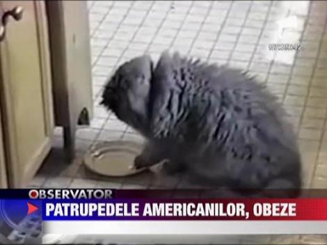 Epidemia de obezitate la patrupede in SUA