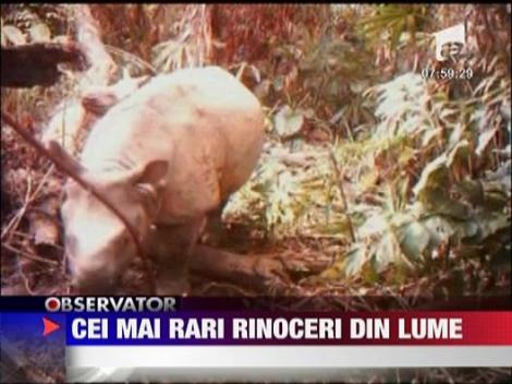 Cei mai rari rinoceri din lume
