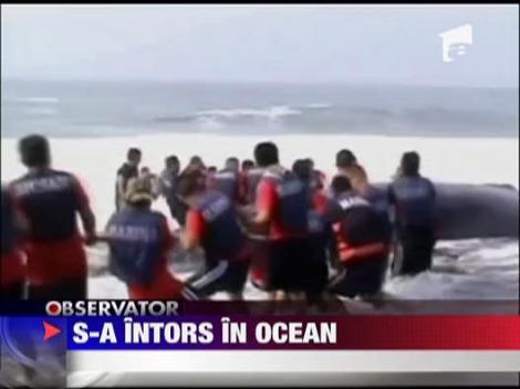 O balena esuata s-a intors in Ocean