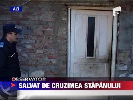 IMAGINI SOCANTE / Animal salvat de cruzimea stapanului