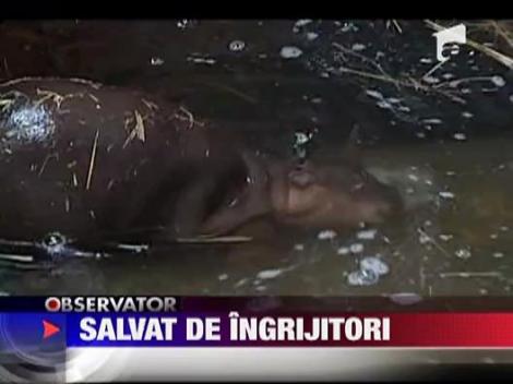 Hipopotam pitic, nastere cu peripetii