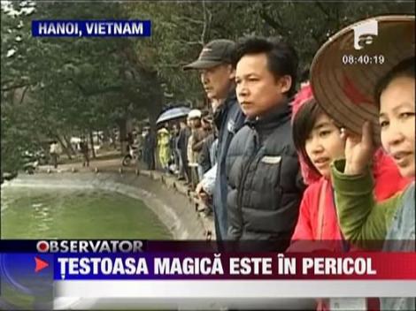 Testoasa magica este in pericol