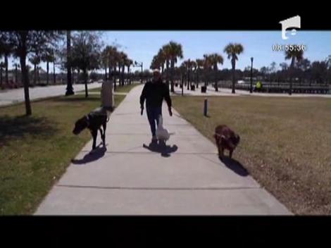 La plimbare cu gasca