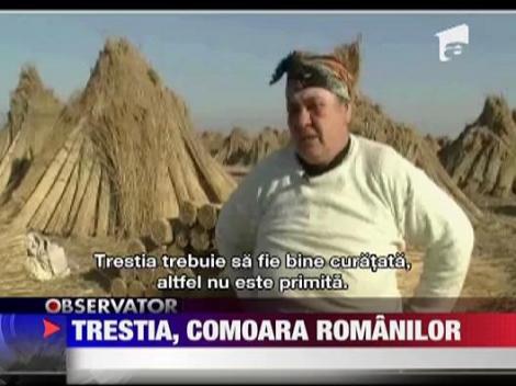 Trestia din Delta Dunarii, comoara romanilor