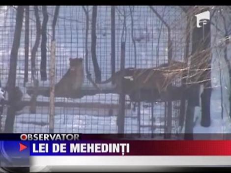 Doi lei senegalezi, confiscati de politistii din Mehedinteni