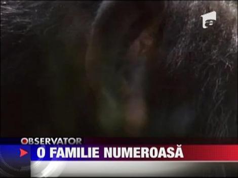 Trei cimpanzei, atractia unei gradini zoologice