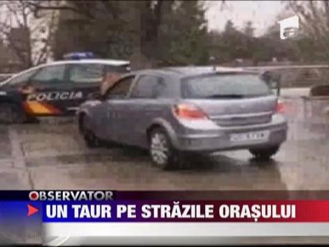 Un taur pe strazile unui oras din Spania