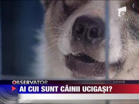 Noi informatii in cazul femeii de 56 de ani, omorata de o haita de caini