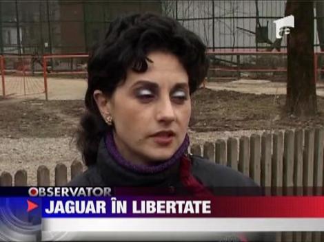 Jaguar in libertate in apropiere de Ploiesti