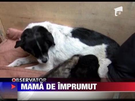 Pui de pantera adoptat de o catelusa in China