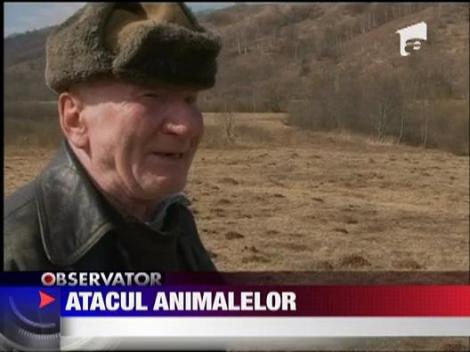 Un sat din Hunedoara este terorizat de vulpi si dihori
