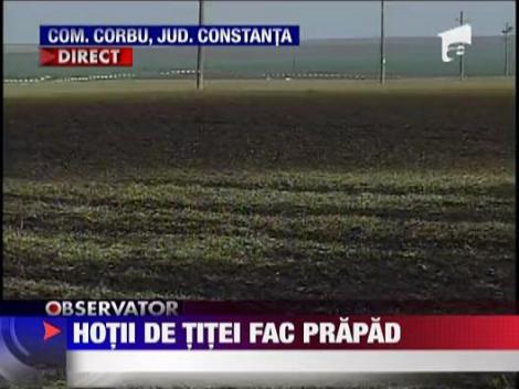 Hotii de titei au facut prapad in Constanta