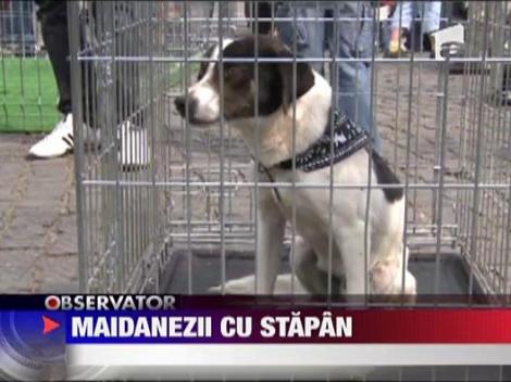 Targ de adoptii de caini comunitari