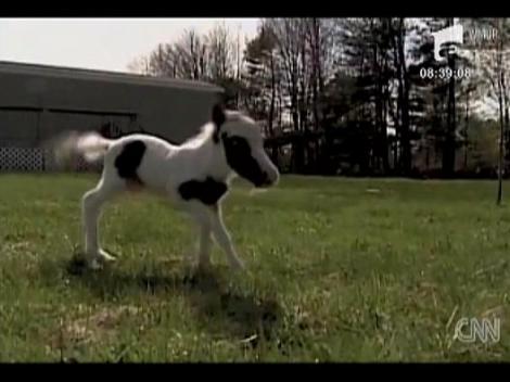 Cel mai mic cal din lume a implinit 1 an