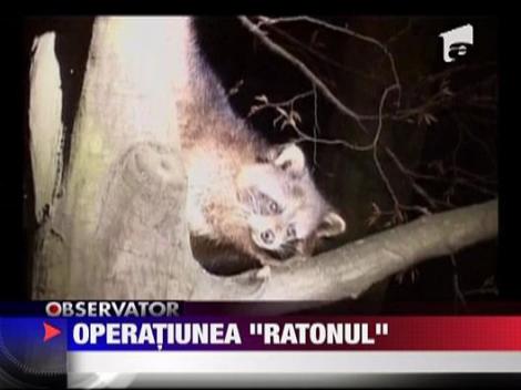 Un raton si-a batut joc de politistii rusi