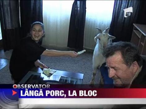 O saptamana cu un porc in apartament