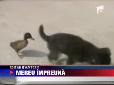 O ratusca si un catel, mereu impreuna