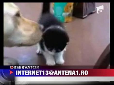 Cainele care ingrijeste un pisoias