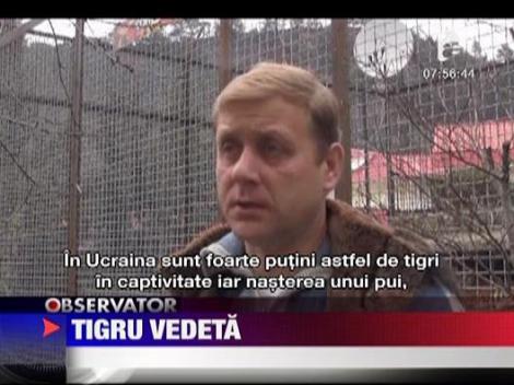 Un pui de tigru siberian face senzatie