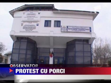 Protest cu porci, in Slobozia