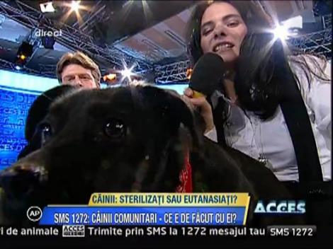 Cainii: sterilizati sau eutanasiati?