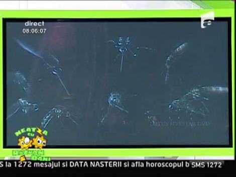 Terminator indian vs tantari