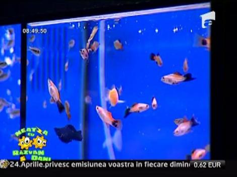 Cum ne alegem animalul companie?