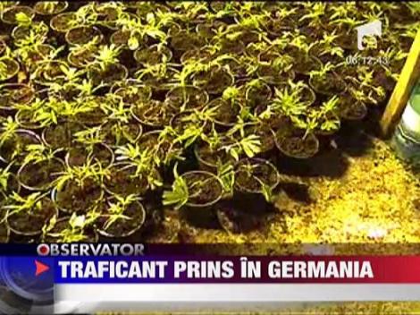 Cultivator si traficant de canabis, extradat din Germania ‎