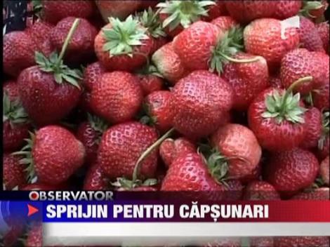 Sprijin pentru capsunarii romani din Olanda