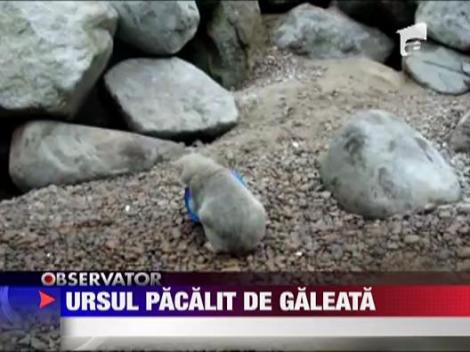 Cel mai bun prieten al ursului