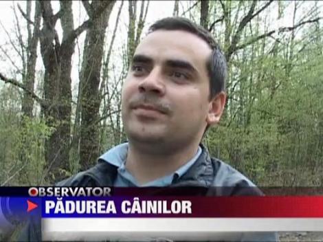 100 de caini sterilizati au invadat padurea Butoiu din judetul Dambovita