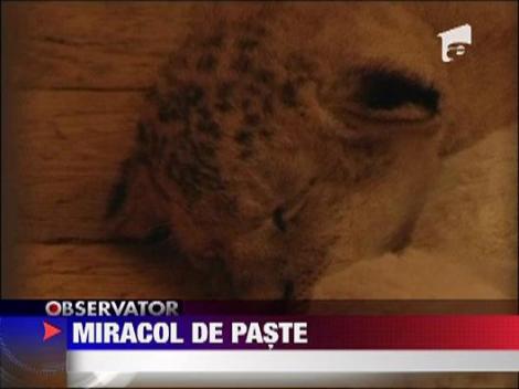 Miracol de Paste la Gradina Zoologica din Belgrad