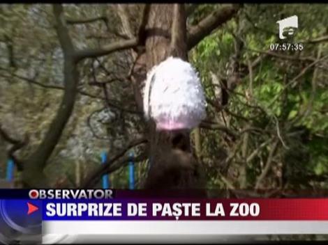Surprize de Paste la Zoo