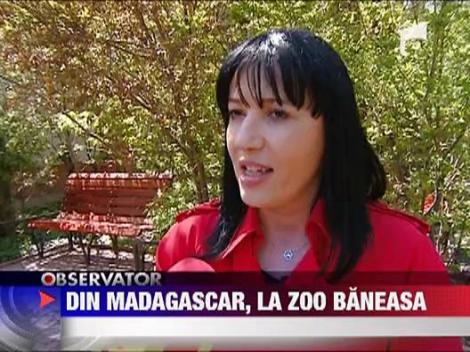 Gradina Zoologica s-a innoit cu Lemurieni!