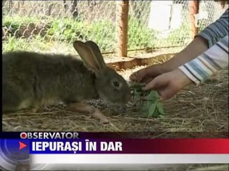 Fermele de iepuri au multi clienti in aceasta perioada