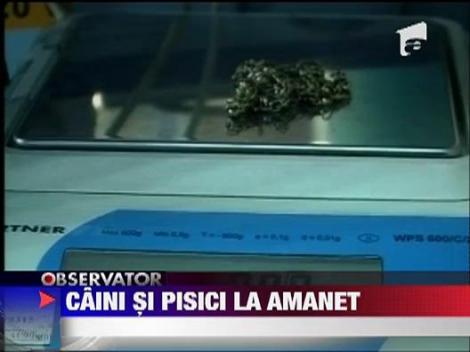 Caini si pisici la amanet
