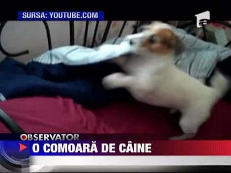 O comoara de caine