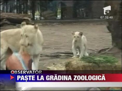 Si animalele se pot bucura de Paste