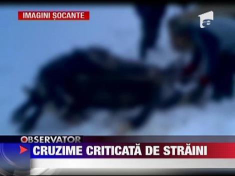 IMAGINI SOCANTE! Cal znopit in bataie de stapani