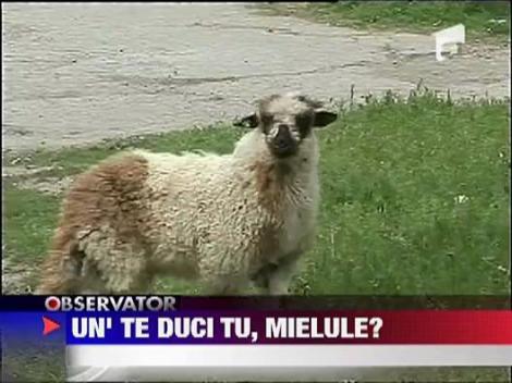 Un miel "evadat" a incurcat traficul din Timisoara